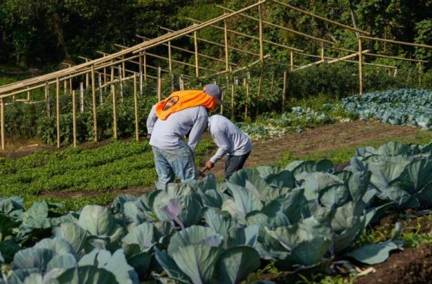 Colombia avanza en sustitución de cultivos de coca sin glifosato: 6.386 hectáreas erradicadas