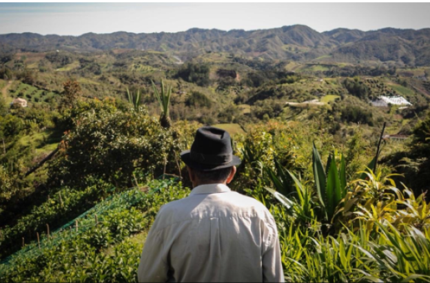 campesino mayor de espaldas, mirando hacia el campo en el horizonte