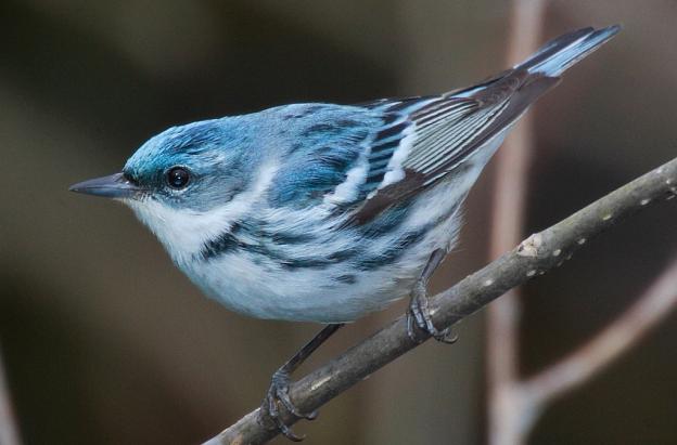 Aves migratorias en Colombia: conoce los viajes que conectan dos continentes