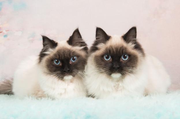 ¿Qué hacer con tu gato durante un sismo? Recomendaciones para protegerlo 
