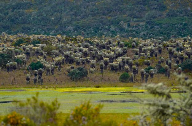 Gobierno del presidente Petro protege el páramo de Sumapaz con una delimitación que fortalece la conservación y la seguridad hídrica