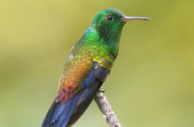 Cuatro nuevas especies de aves se suman al registro de biodiversidad de Colombia