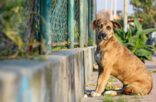 Hasta 11 años y 8 meses de cárcel por zoofilia: así quedó la nueva ley
