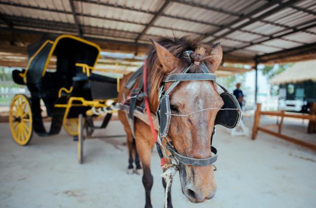La Corte Constitucional le pone fin a los carruajes turísticos con animales
