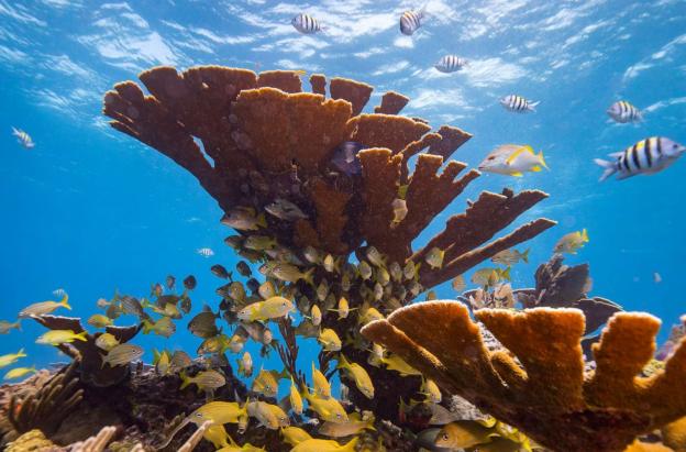 Arrecifes de coral de aguas cálidas amenazados por el calentamiento global según la UICN.