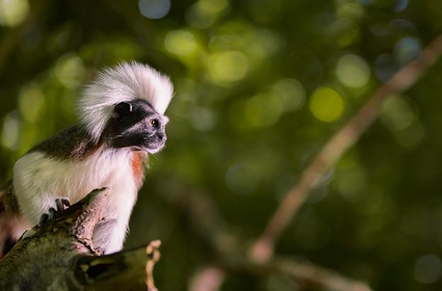 Especies amenazadas: coalición de 16 países en la COP17 entre ellos Colombia