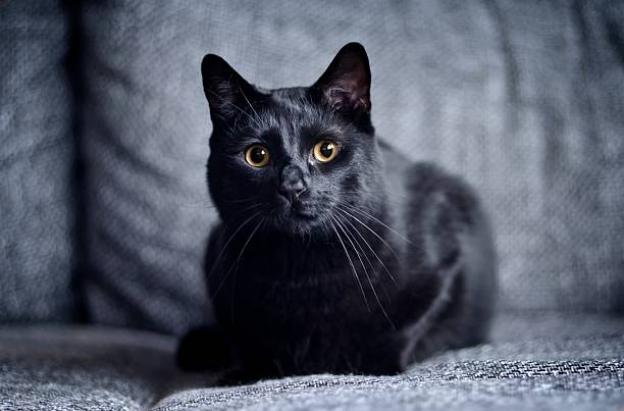 Fotografía de un gato negro en el hogar, con motivo del Día del gato negro en Colombia y las medidas de protección animal.