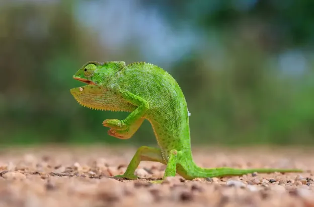 Las fotos más divertidas del reino animal que compiten por el premio Nikon Comedy Wildlife 2026