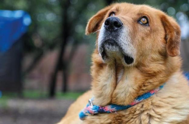 Corte prohíbe sacrificar animales por vejez extrema. Foto: Alcaldía de Bogotá.