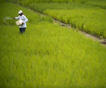 Cultivador de arroz.