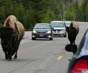 Bisontes de Yellowstone.