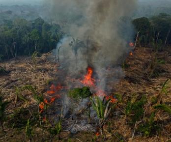 Balance de operativo internacional en Colombia por delitos ambientales. / Foto: AFP.