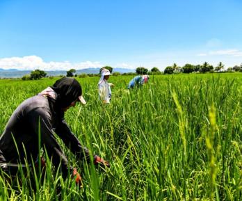 Gremio arrocero entra en diálogo con el Gobierno. / Foto: X MinAgricultura.