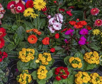 Café, flores y aceite de palma impulsaron exportaciones del sector agro