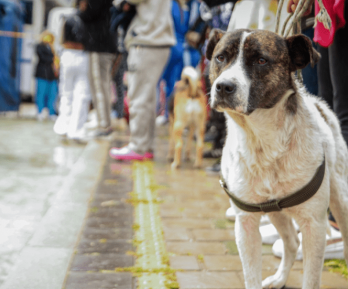 Los animales son seres sintientes y no cosas: Corte Constitucional