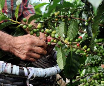 Caficultores recogiendo café
