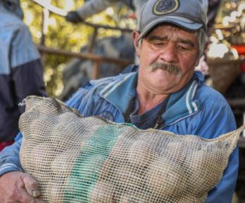 MinAgricultura ofrece alivios al sector papero: condonaciones de hasta el 100%
