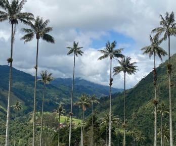Valle del Cocorá. / Foto: ProColombia.