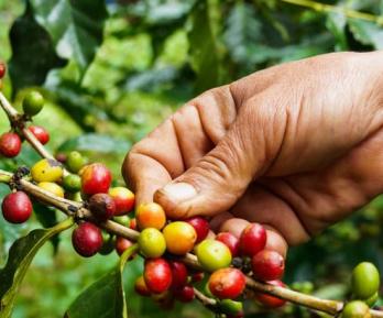 Colombia logra la mayor producción cafetera en tres décadas