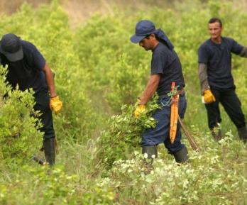 Sutitución de cultivos lícitos