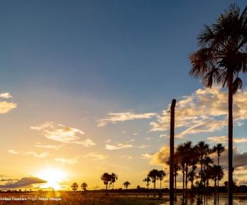 Los morichales, un paraíso natural en los Llanos Orientales