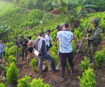 Brigada Móvil N.37 destruye 2 semilleros ilegales con cocaína y desactiva artefacto explosivo en