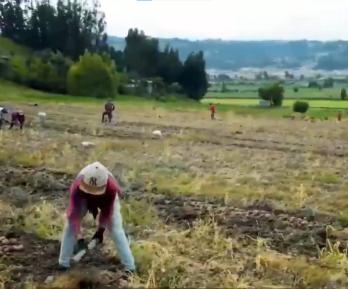 Convocatoria fondo emprender para firmantes de paz que trabajan en el campo