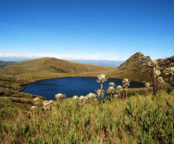 Laguna y frailejones en el Parque Nacional Natural Chingaza