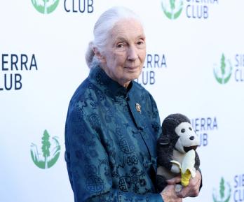 Jane Goodall. / Foto: AFP.