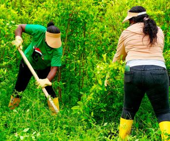Consejos comunitarios Tumaco pactan erradicación voluntaria de coca.