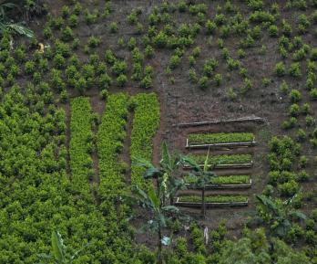 Monitoreo de la ONU ha sobreestimado cultivos coca hasta un 901 %.