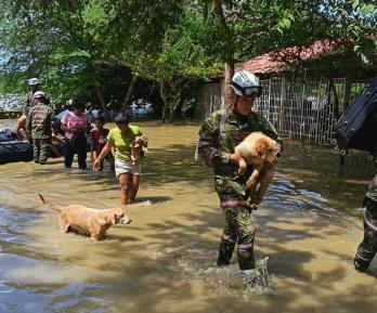 Animales rescatados en Córdoba. / Foto: Ejército.