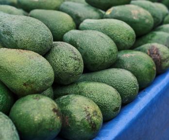 Exportaciones de aguacate hass colombiano se disparan 45,7% 