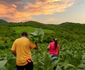 Agencia Nacional de Tierras recupera 427 hectáreas en Antioquia