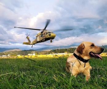 Ejército gradúa 38 nuevos enfermeros caninos.