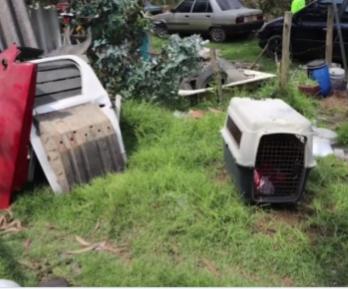 Cae red de pelea de perros. / Foto: Captura de video.