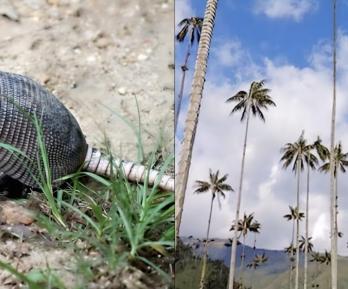 Tráfico ilegal de fauna en Semana Santa: Alerta del Ministerio de Ambiente