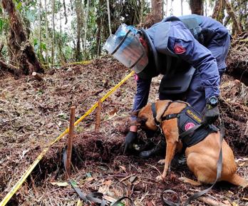 77 veredas en Caquetá quedaron libres de sospecha de minas antipersona tras desminado del Ejército