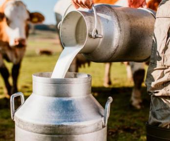 Sector lechero en Colombia. / Foto: Asoleche.