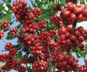 fotografía de primer plano de un cafeto cargado de granos para cosechar
