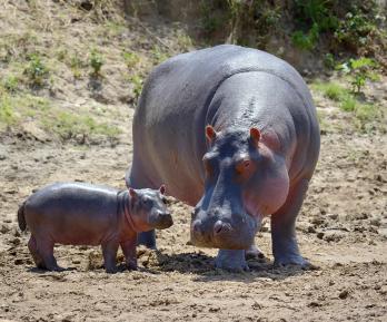 MinAmbiente presenta solicitud a India para avanzar en el traslado de hipopótamos desde Colombia