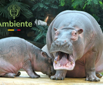 Hipopótamos MinAmbiente 