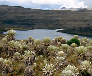 Parque Natural Sumapaz. / Foto: Parque Natural Sumapaz.