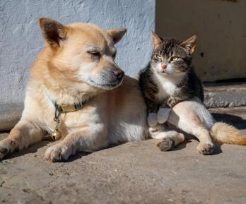 UE prohíbe cortar orejas y colas: una ley histórica cambia para siempre la vida de millones de mascotas