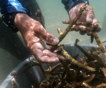 Cómo antiguos pescadores ahora siembran corales para salvar el Caribe