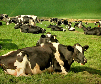 vacas en el campo, una de ellas acostada primer plano cuerpo entero