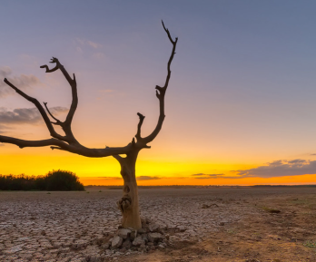 terreno seco, con un árbol seco en primer plano  y al fondo sol