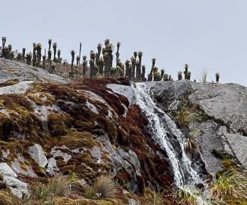 Protección ambiental: Gobierno destacó reducción histórica