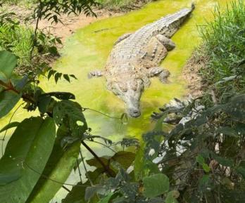 Plan para la liberación del caimán llanero, un reptil al borde de la extinción