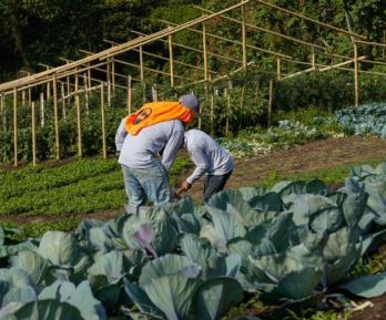 Colombia avanza en sustitución de cultivos de coca sin glifosato: 6.386 hectáreas erradicadas